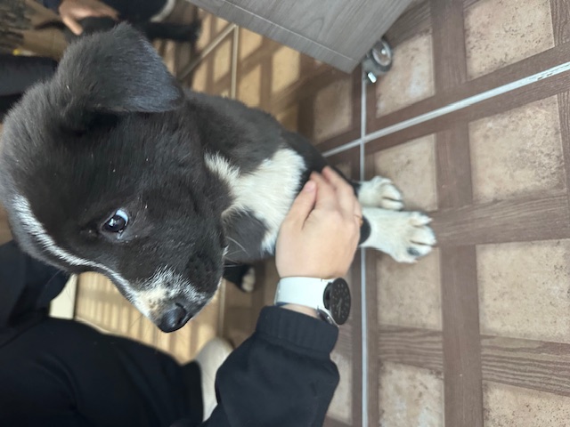 광양시 임시보호소_446484202400882
